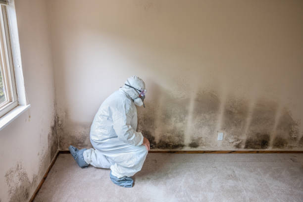 Office Mold Removal Services in Depoe Bay, OR