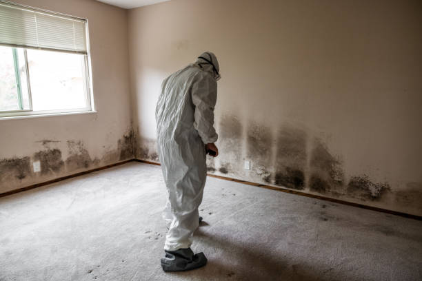 Best Local Mold Removal Service  in Depoe Bay, OR
